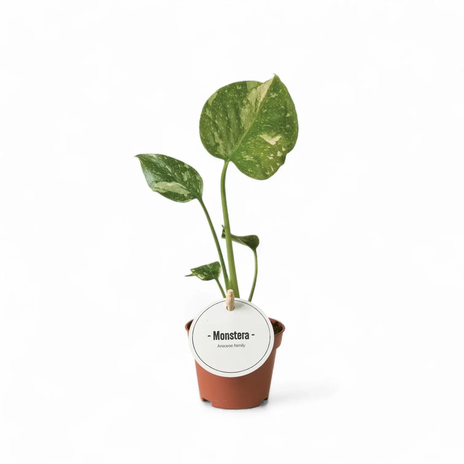 Monstera 'Thai Constellation' potted plant in nursery pot on white background.