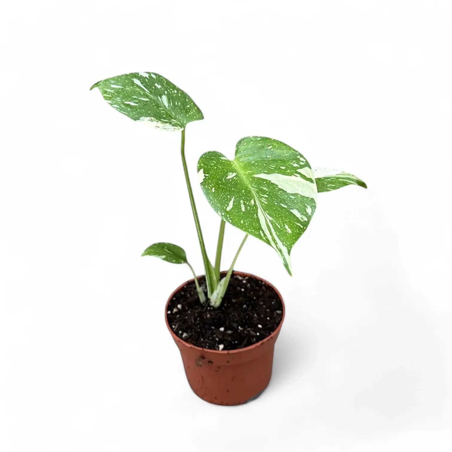 Monstera 'Thai Constellation' potted plant in nursery pot on white background.