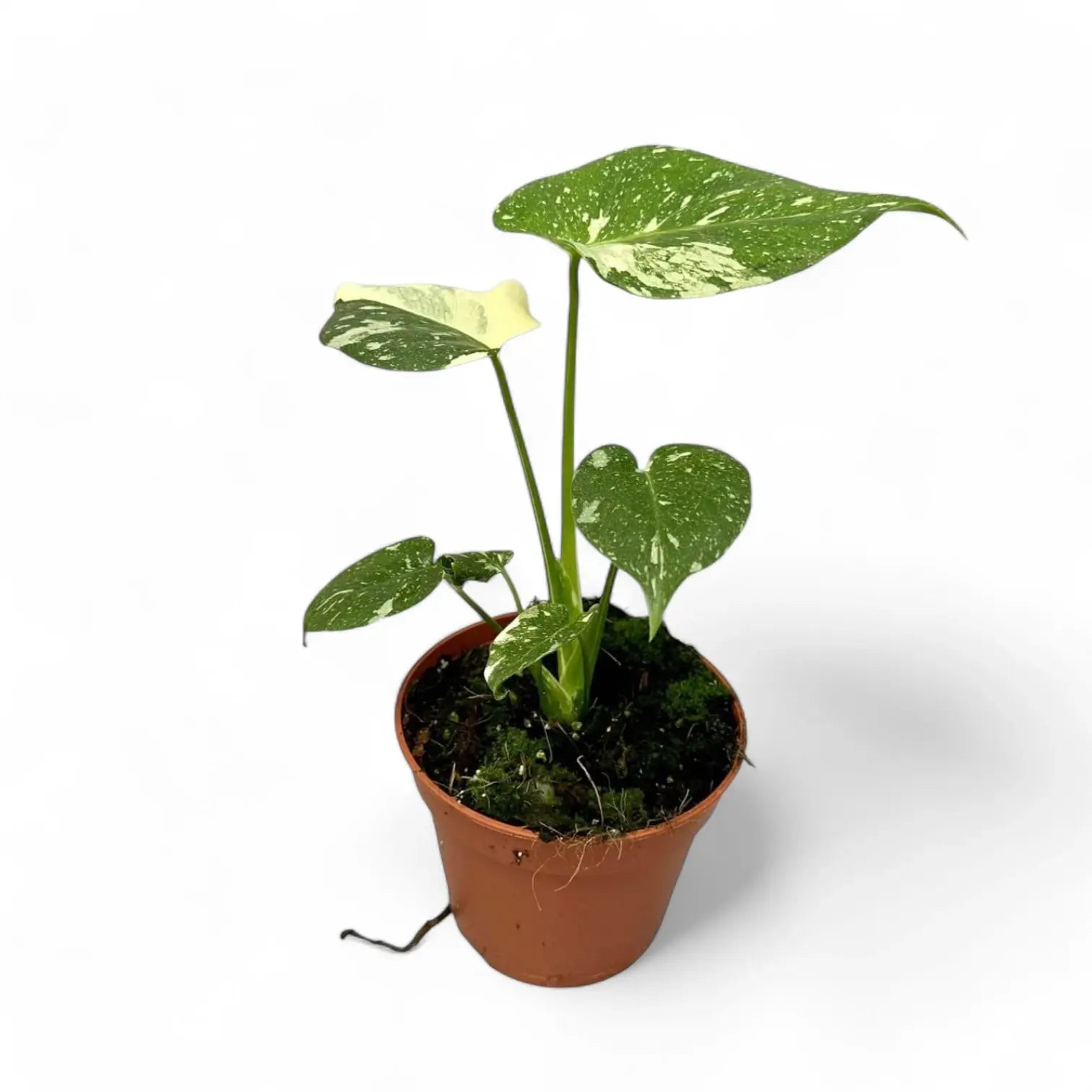 Monstera 'Thai Constellation' potted plant in nursery pot on white background.