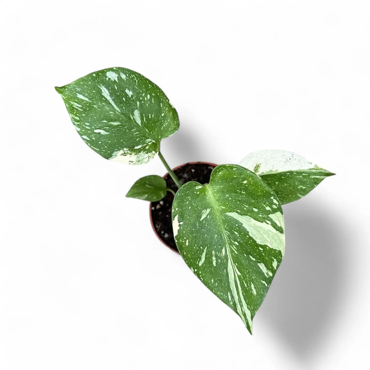 Monstera 'Thai Constellation' potted plant in nursery pot on white background.