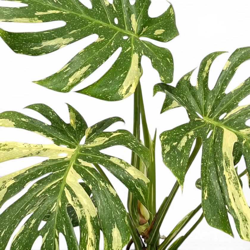 Monstera 'Thai Constellation'