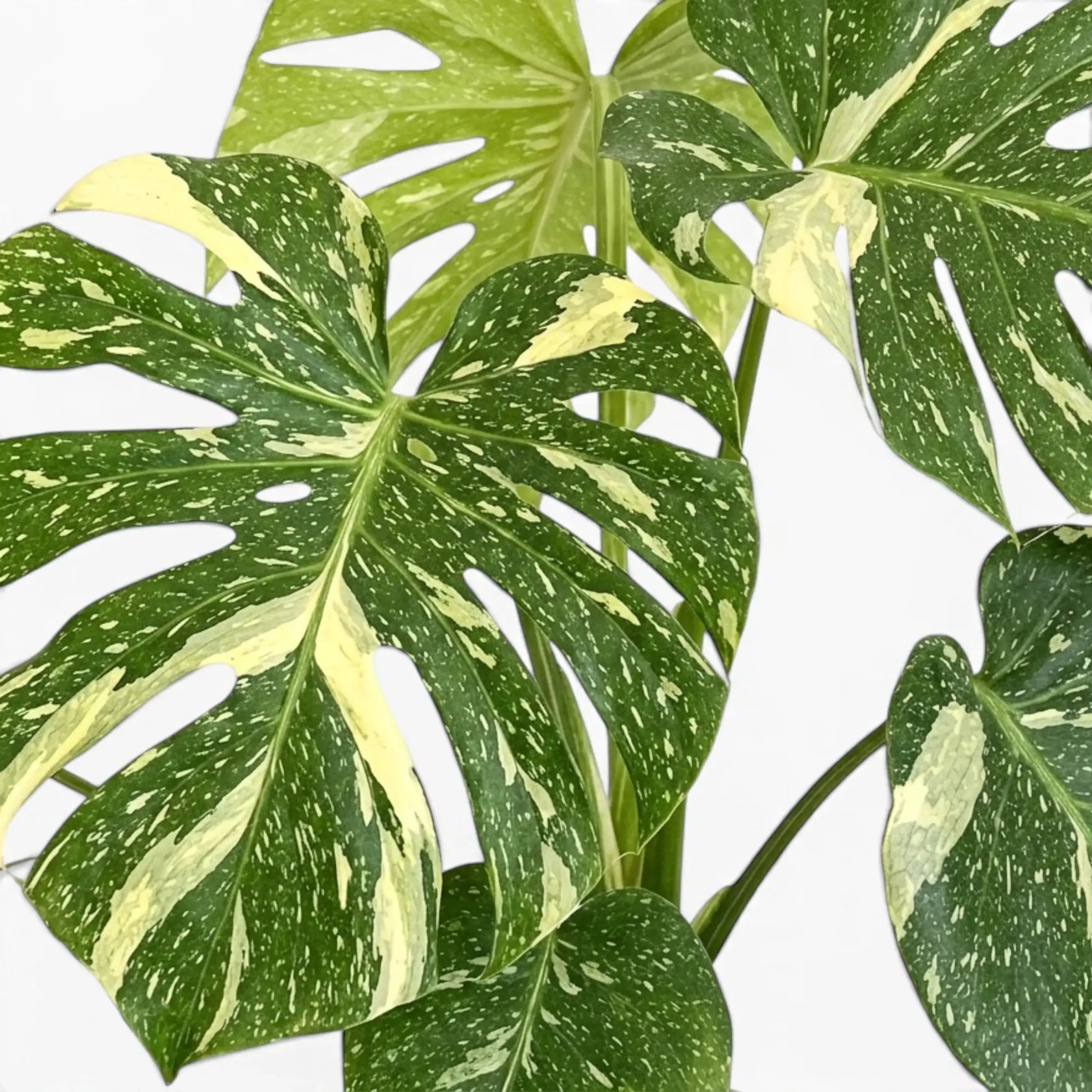 Nahaufnahme der panaschierten Blätter von Monstera Thai Constellation vor weißem Hintergrund