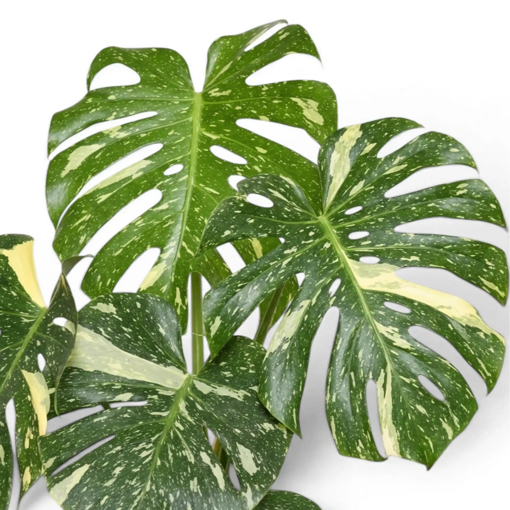 Nahaufnahme der panaschierten Blätter von Monstera Thai Constellation vor weißem Hintergrund