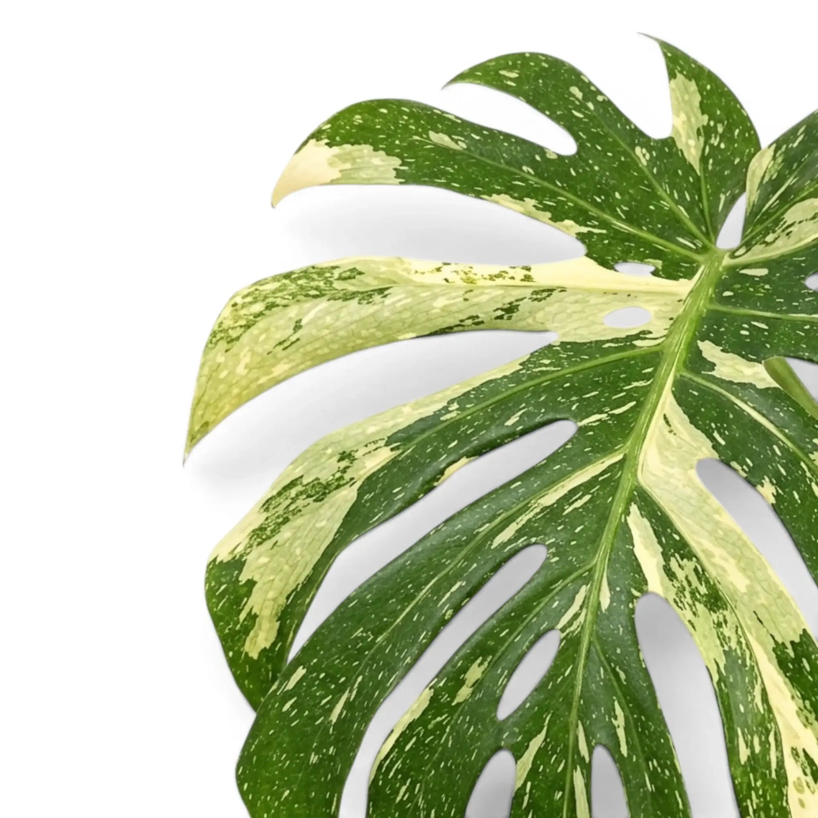 Nahaufnahme eines panaschierten Blattes von Monstera Thai Constellation vor weißem Hintergrund