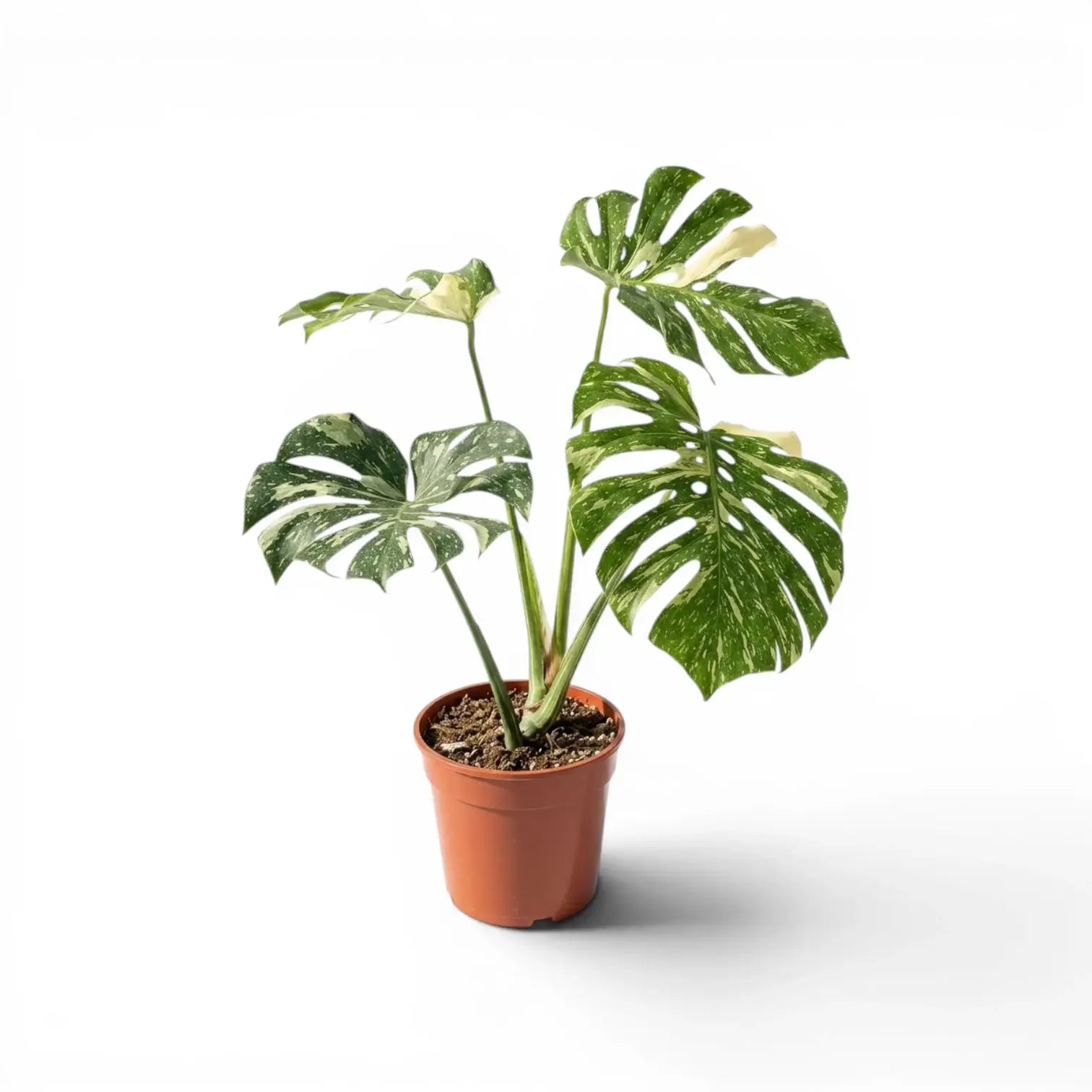 Monstera Thai Constellation mit panaschierten Blättern im Kulturtopf vor weißem Hintergrund
