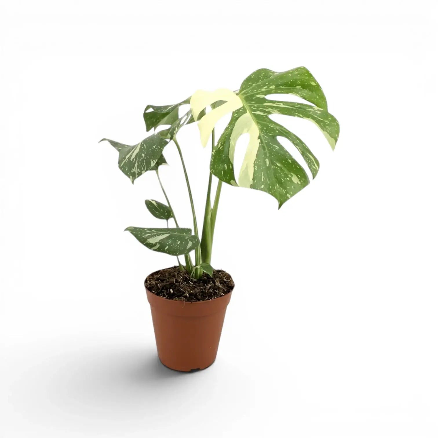 Monstera Thai Constellation mit panaschierten Blättern im Kulturtopf vor weißem Hintergrund