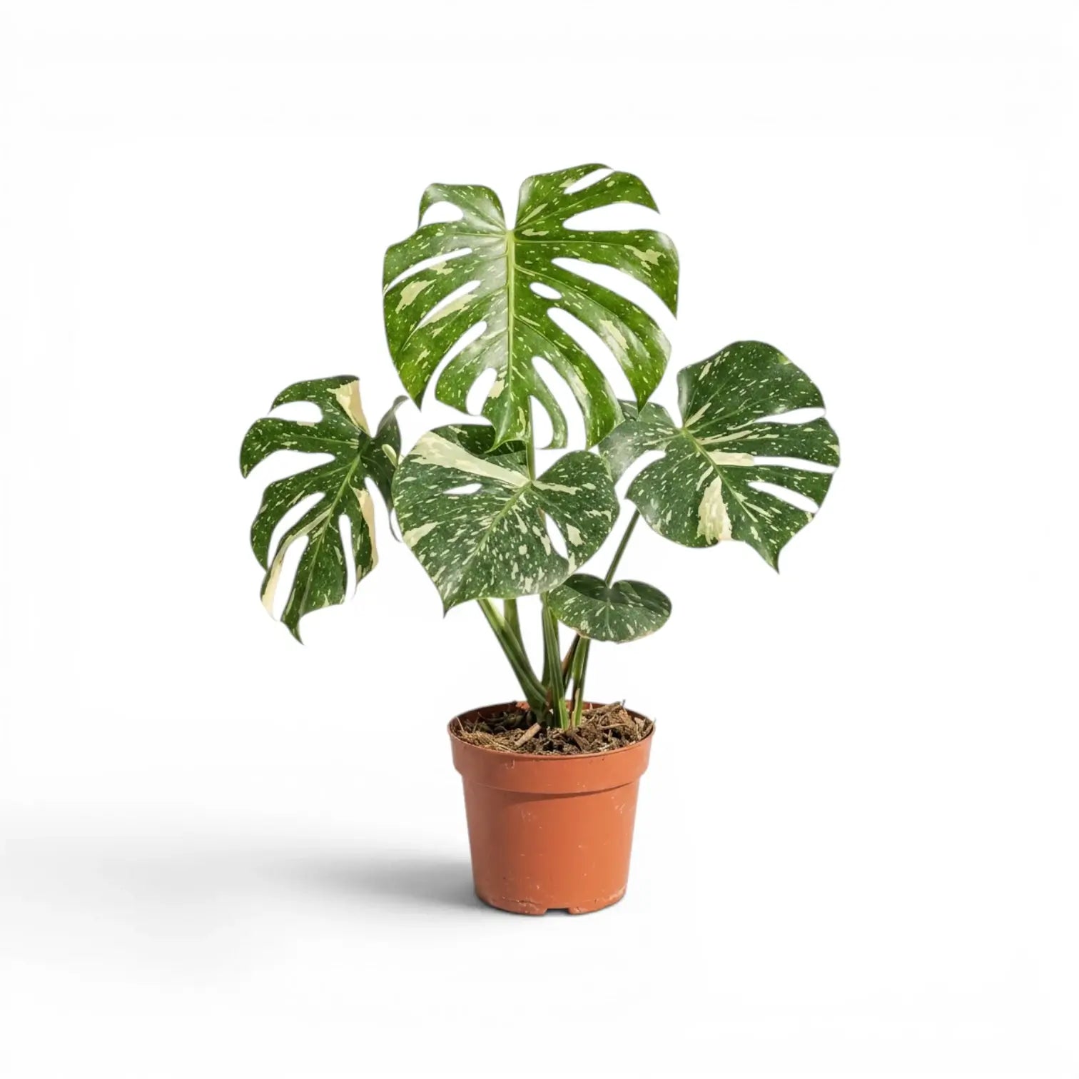 Monstera Thai Constellation mit panaschierten Blättern im Kulturtopf vor weißem Hintergrund