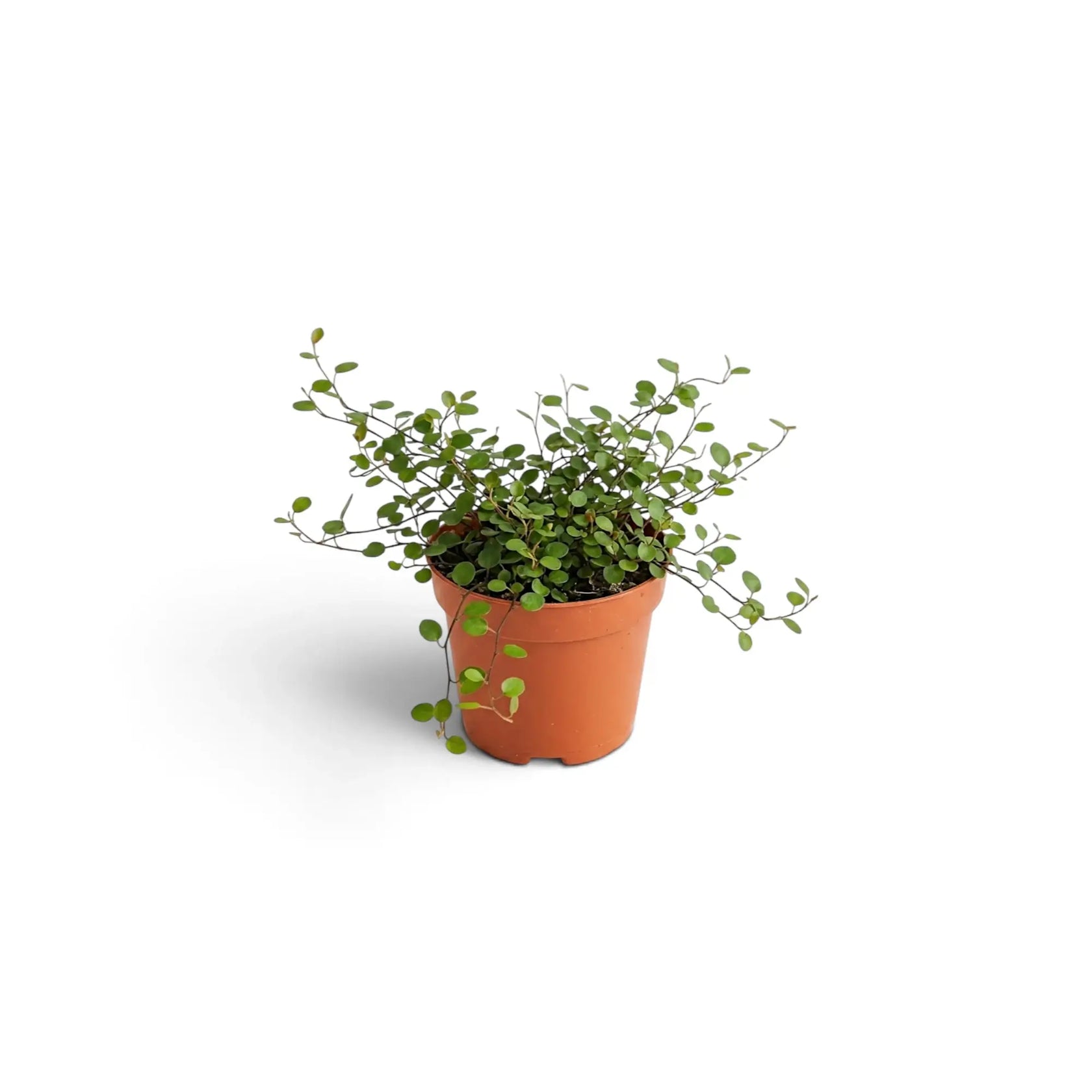 Full view of baby Muehlenbeckia complexa 'Maori' with trailing threadlike stems and tiny green leaves