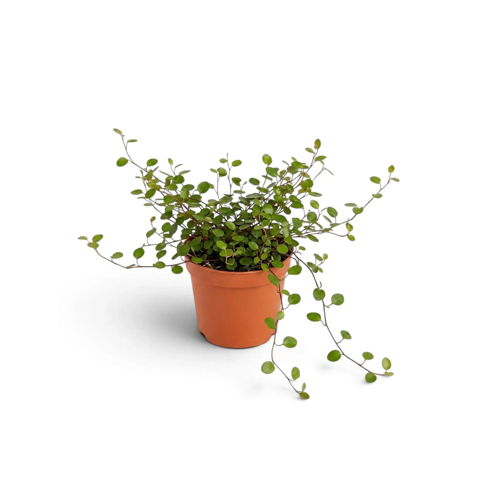 Baby Muehlenbeckia complexa 'Maori' with an airy tangle of dark stems and small glossy leaves