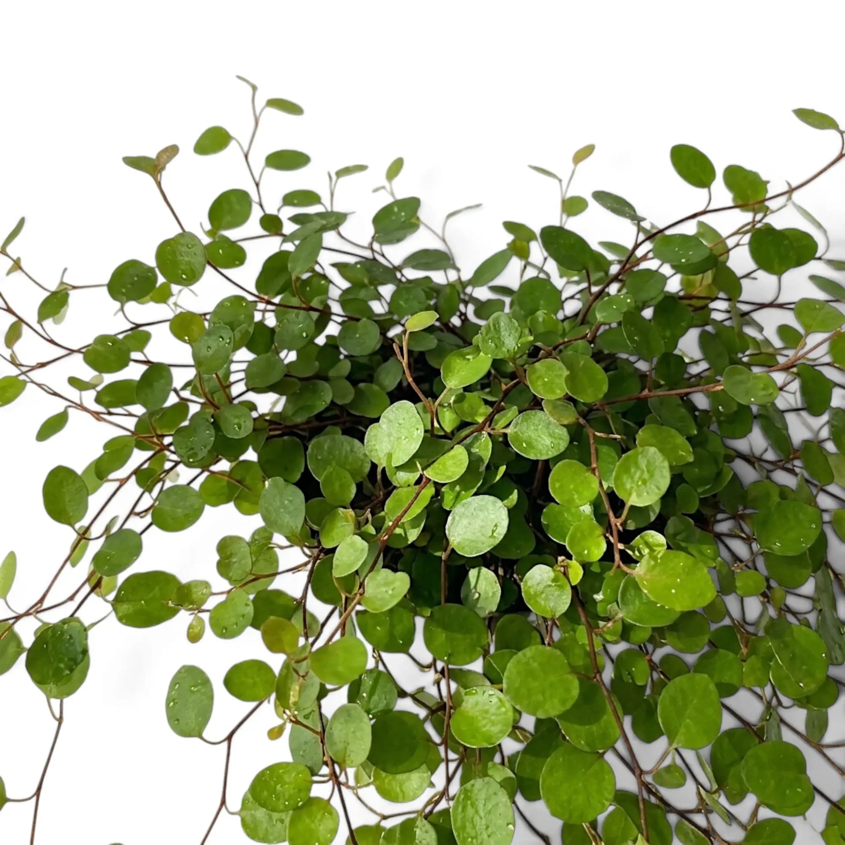 Close-up of Muehlenbeckia complexa 'Maori' with tiny round leaves on thin dark wiry stems