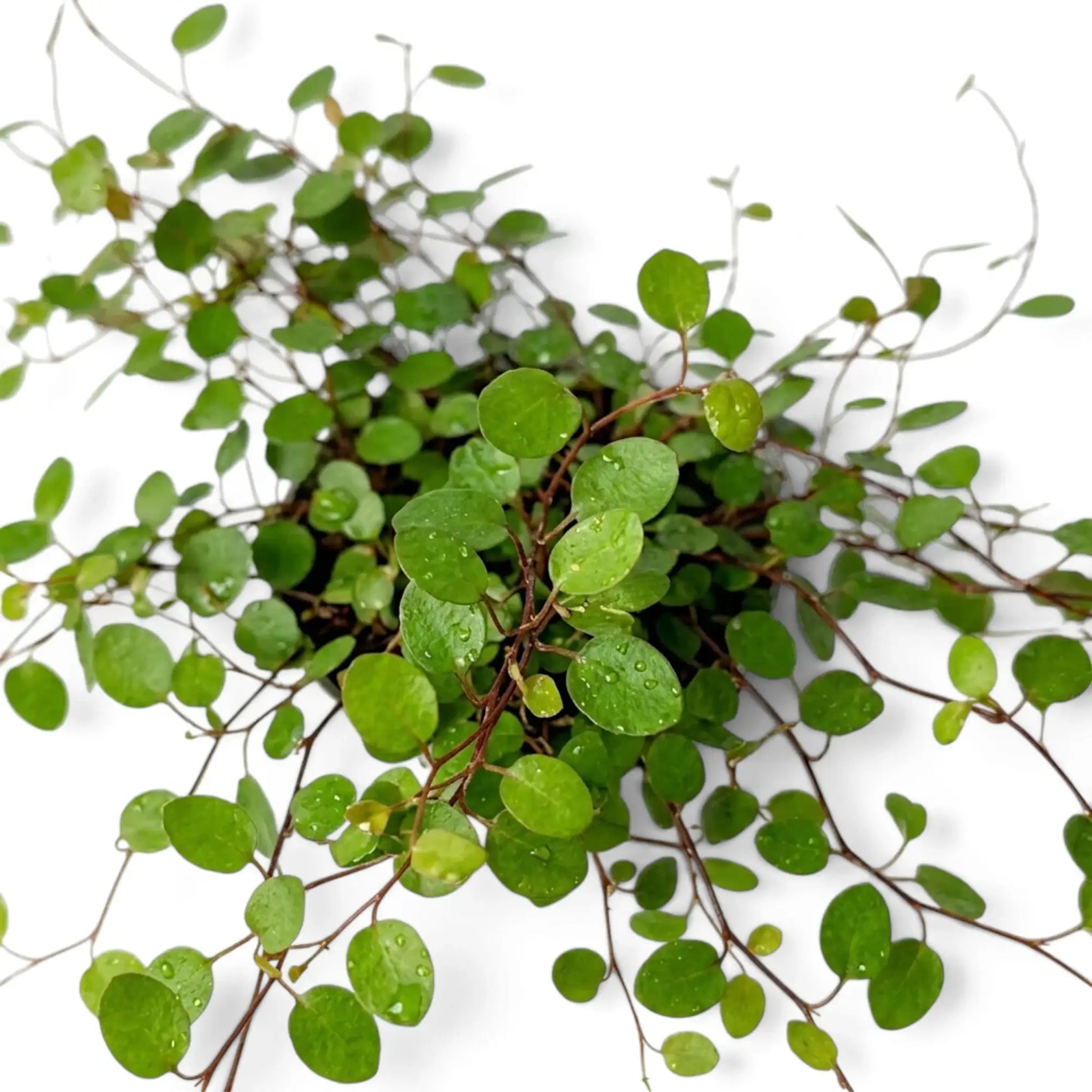 Leaf detail of Muehlenbeckia complexa 'Maori' with fine dark stems and small glossy green leaves