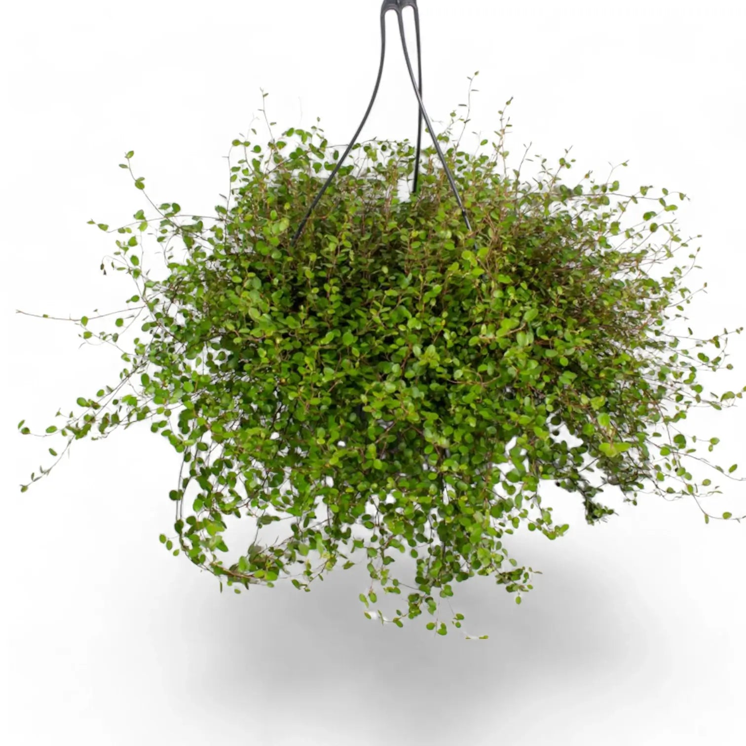 Muehlenbeckia complexa 'Maori' potted plant in nursery pot on white background.