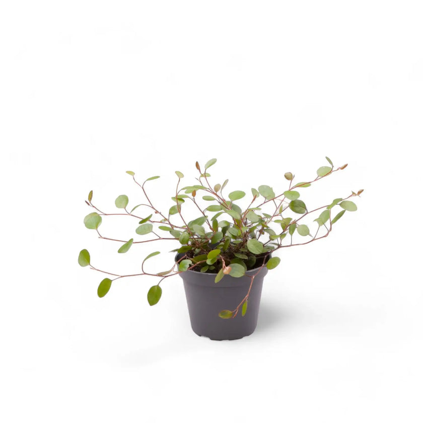 Muehlenbeckia complexa 'Maori' potted plant in nursery pot on white background.