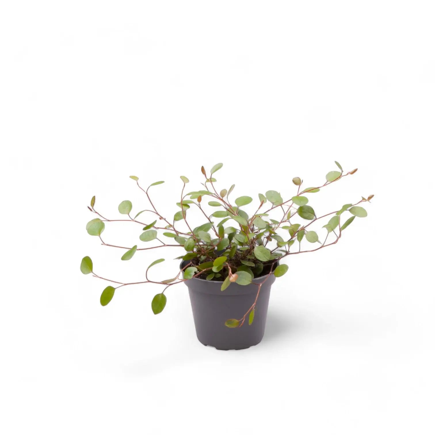 Muehlenbeckia complexa 'Maori' potted plant in nursery pot on white background.
