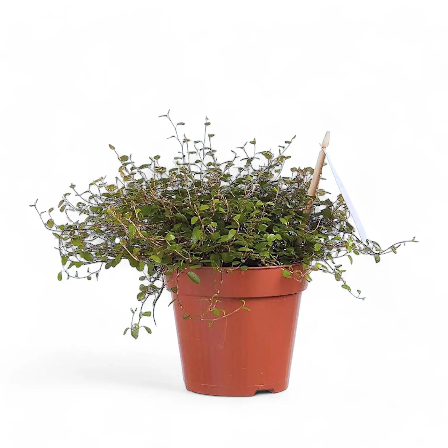 Muehlenbeckia complexa 'Maori' potted plant in nursery pot on white background.