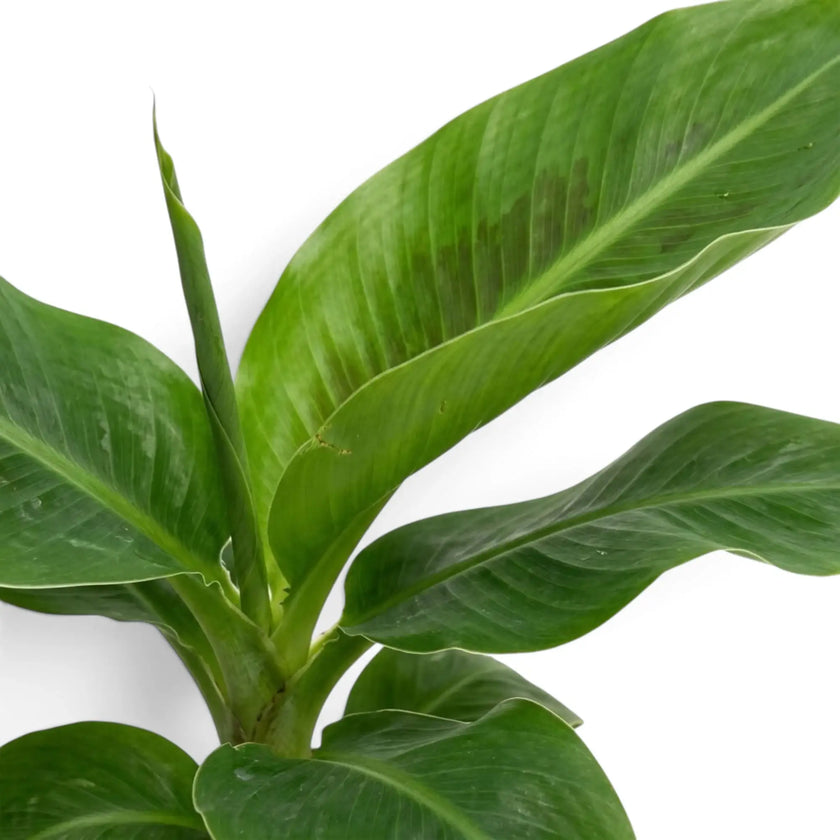 Nahaufnahme des Laubs von Musa acuminata ‘Cheeka’ mit einem breiten grünen Blatt und markanter Mittelrippe
