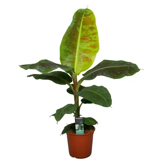 Musa acuminata 'Dwarf Cavendish' potted plant in nursery pot on white background.