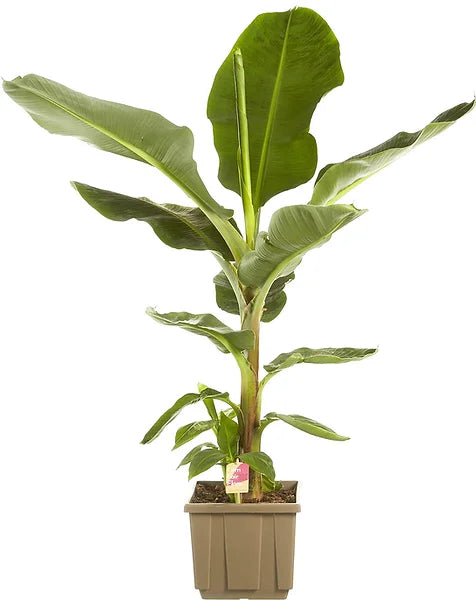 Musa acuminata 'Dwarf Cavendish' potted plant in nursery pot on white background.