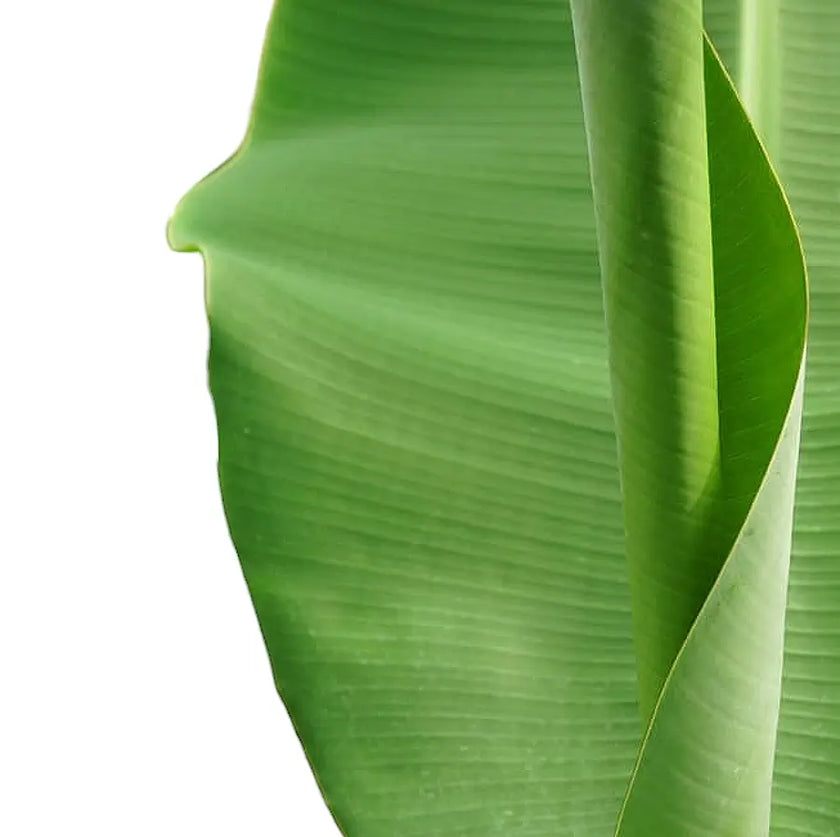 Musa basjoo leaf detail on white background.