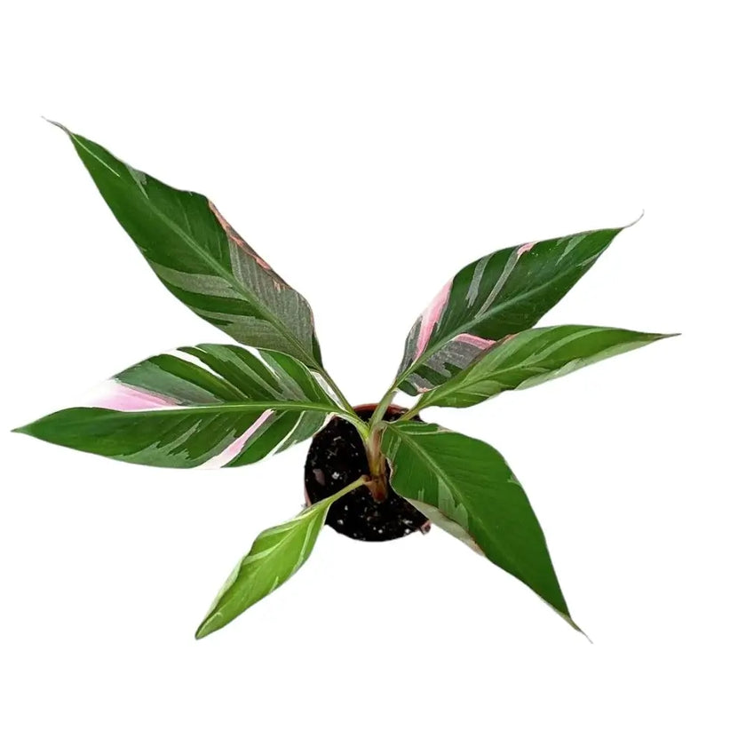 Musa 'Nono' aka 'Hot Pink Banana' potted plant in nursery pot on white background.