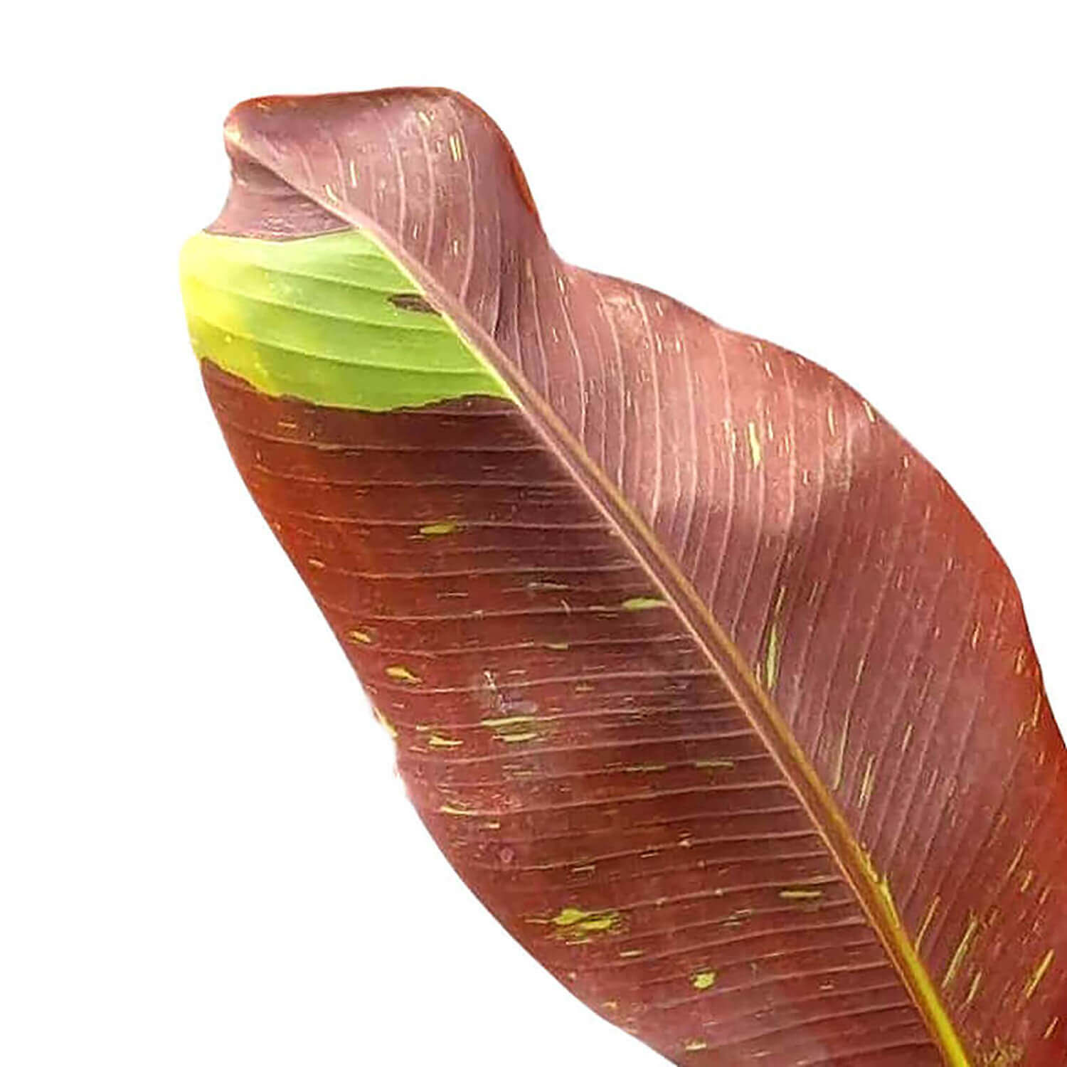 Musa 'Siam Ruby' close-up of leaf on white background.