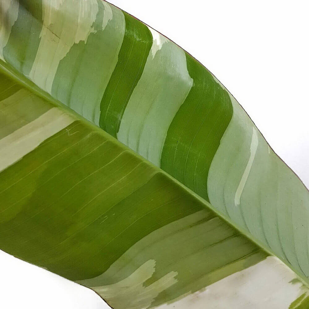 Nahaufnahme eines Blatts von Musa × paradisiaca 'Ae Ae' vor weißem Hintergrund.