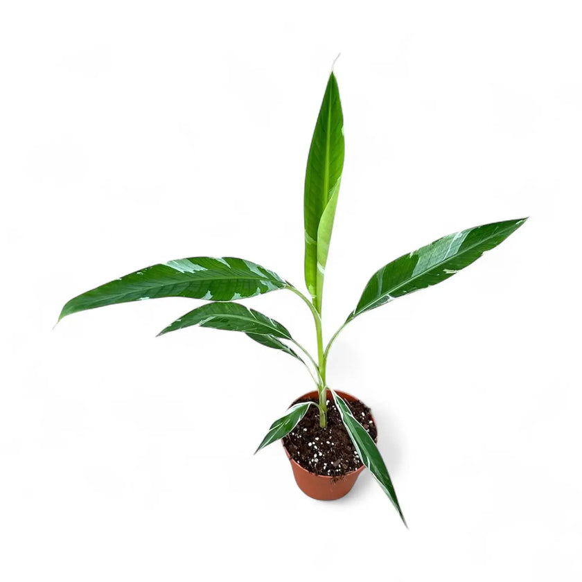 Musa × paradisiaca 'Ae Ae' potted plant in nursery pot on white background.