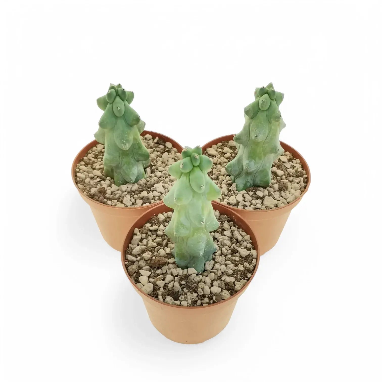 Myrtillocactus geometrizans cv. Fukurokuryuzinboku potted plant in nursery pot on white background.
