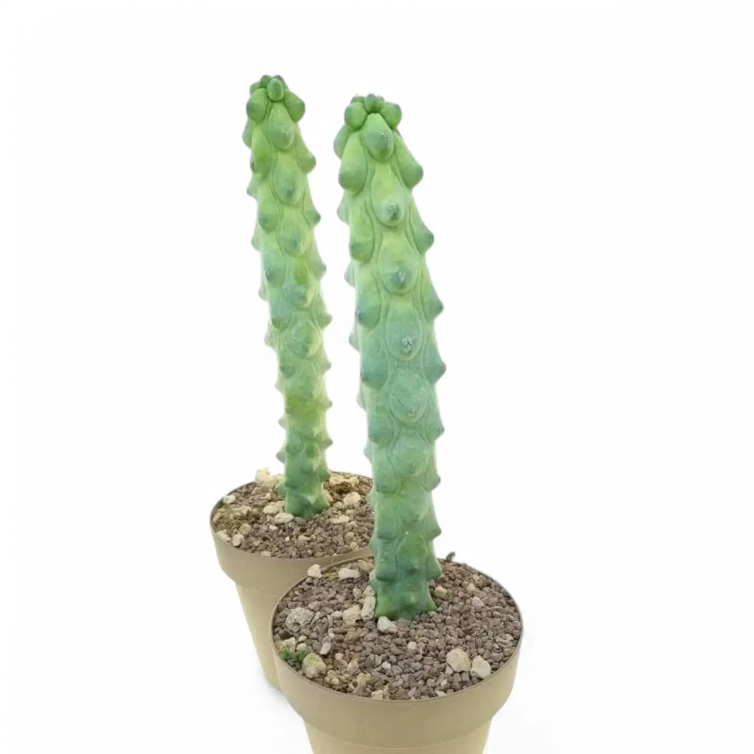 Myrtillocactus geometrizans cv. Fukurokuryuzinboku potted plant in nursery pot on white background.