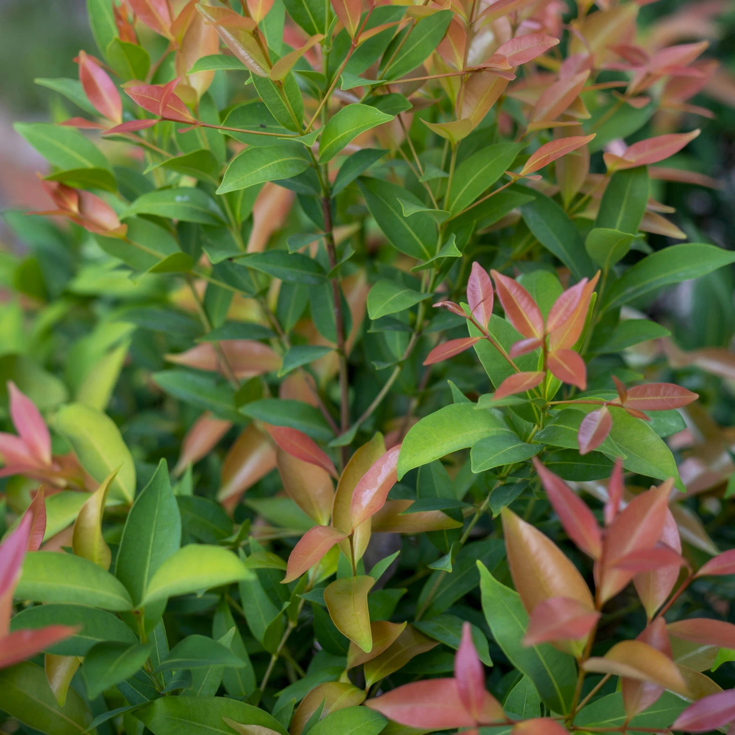 Nandina domestica 'Obsessed' – Nahaufnahme.