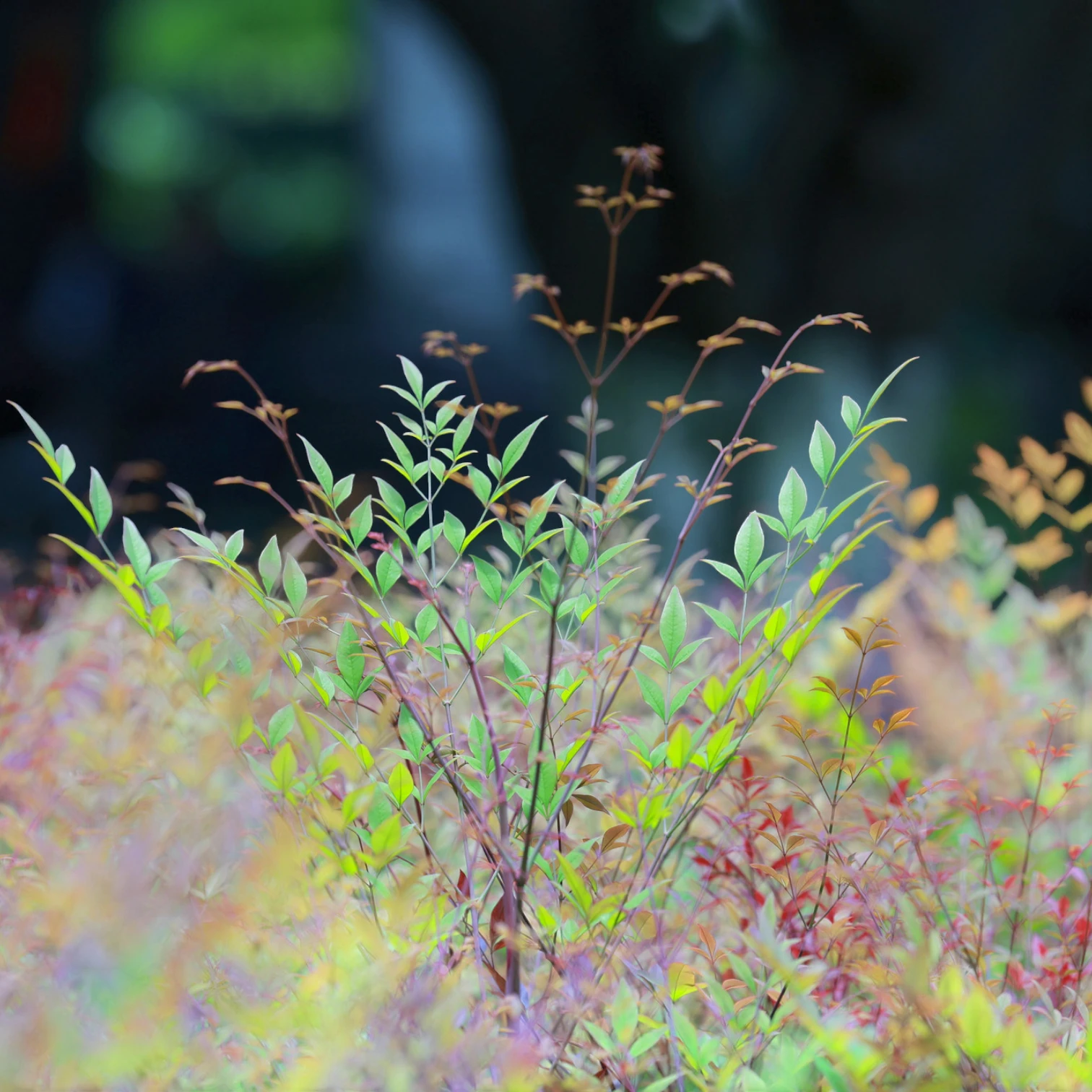 Nandina domestica 'Obsessed' – Detailaufnahme.
