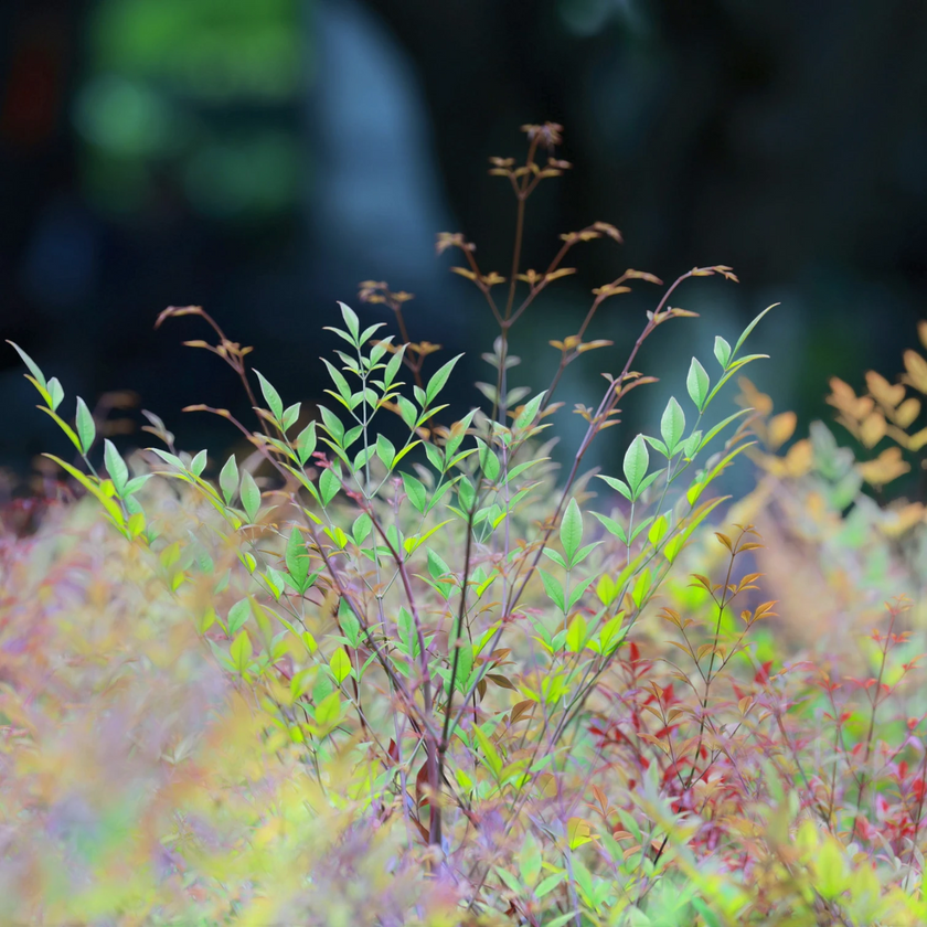 Nandina domestica 'Obsessed' detail shot.