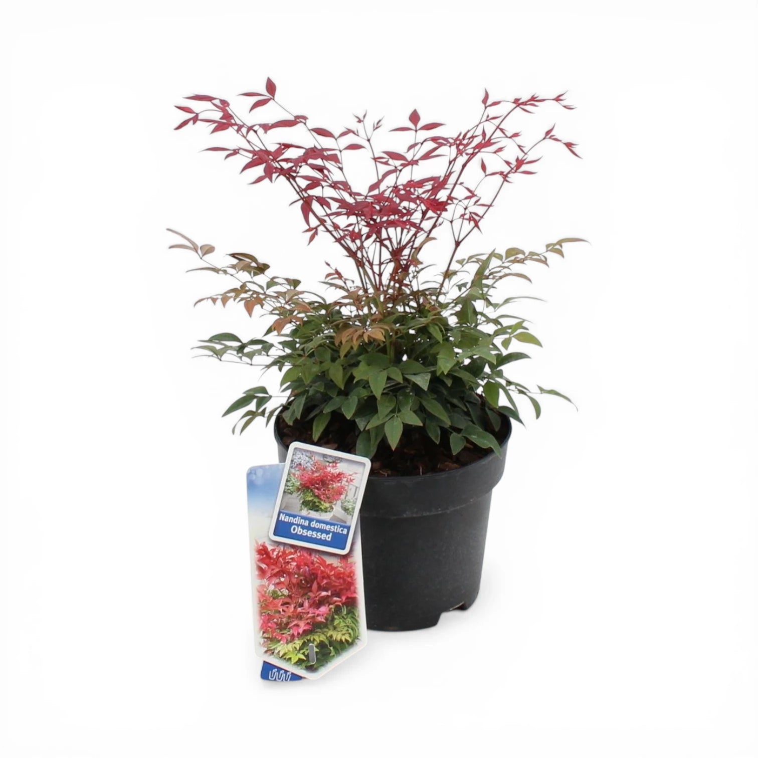 Nandina domestica 'Obsessed' – Detailaufnahme der Pflanze.