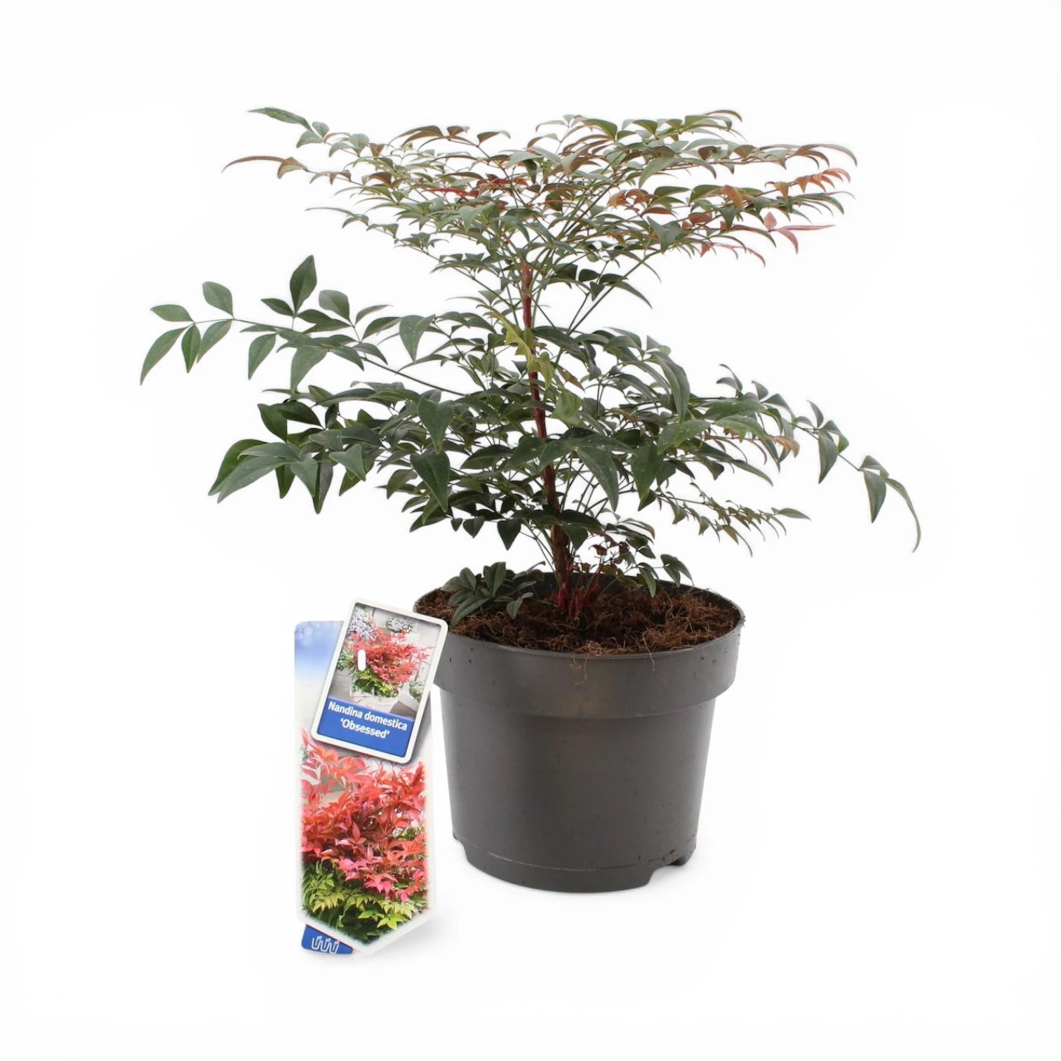 Nandina domestica 'Obsessed' – Detailaufnahme der Pflanze.