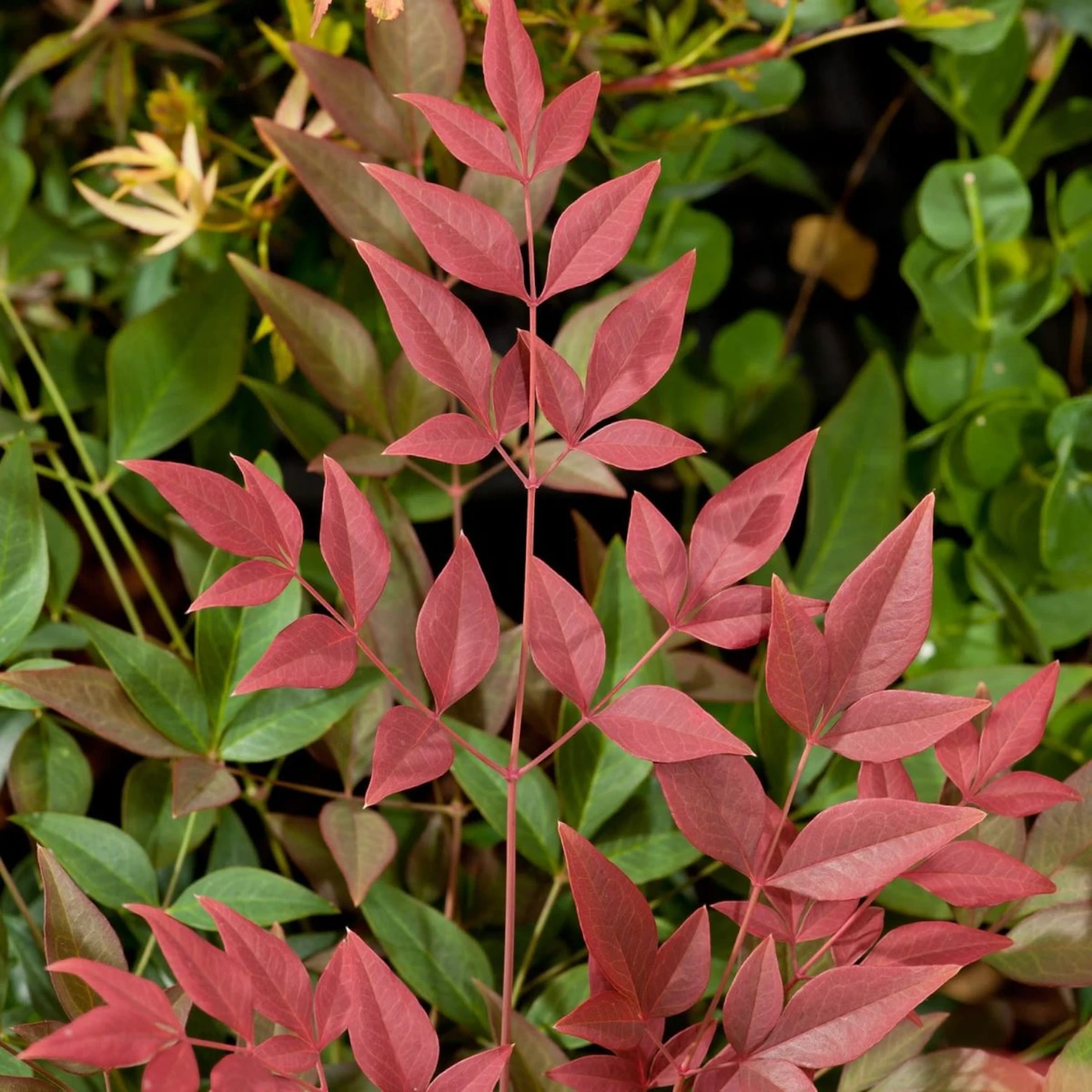 Nandina domestica 'Obsessed' – Detailaufnahme der Pflanze.