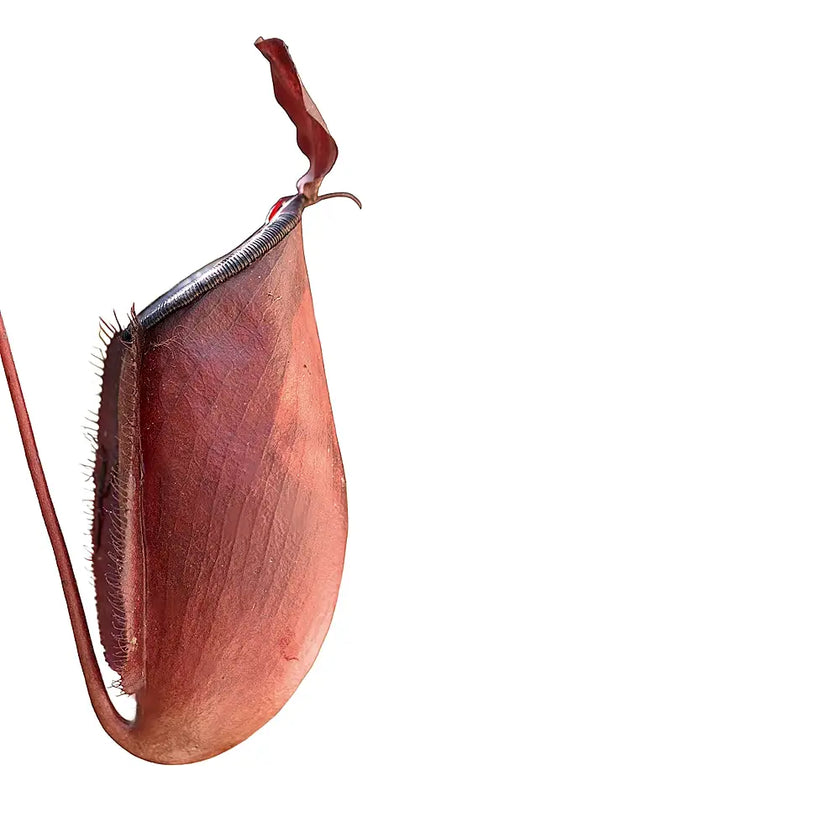 Nepenthes ‘Dark Secret’ leaf close-up on white background.