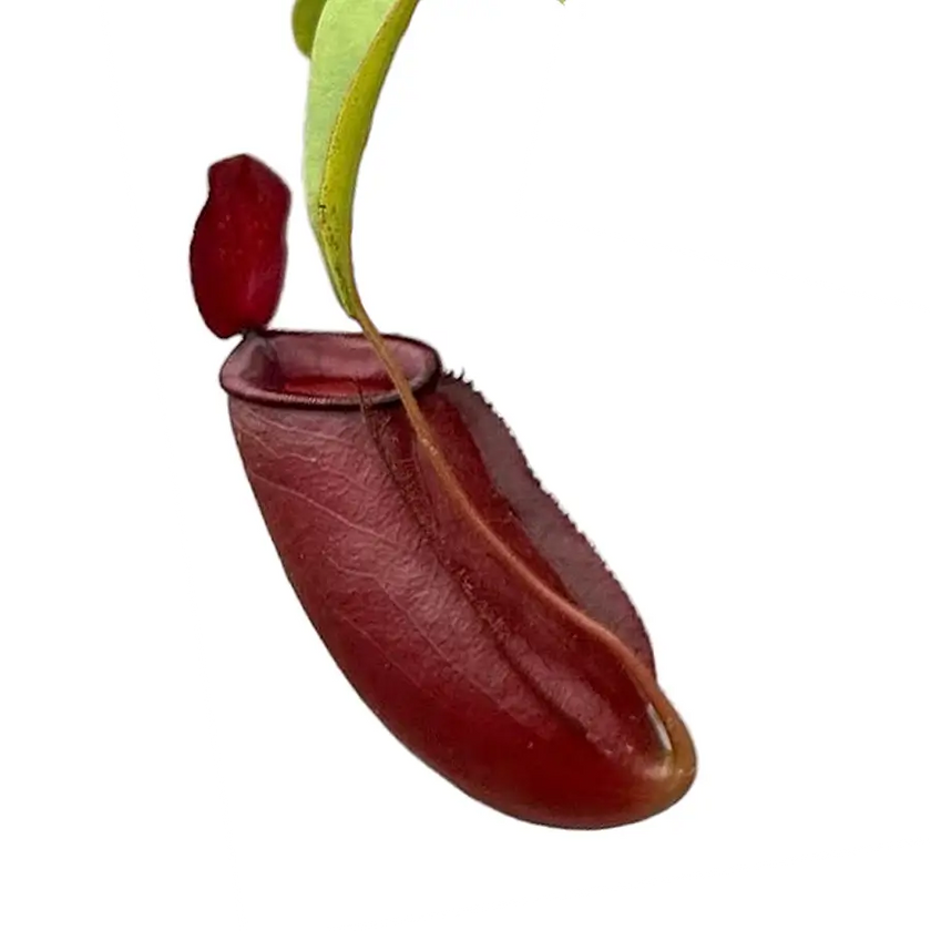 Nepenthes ‘Diana’ pitcher close-up, deep red trap with lid on white background.