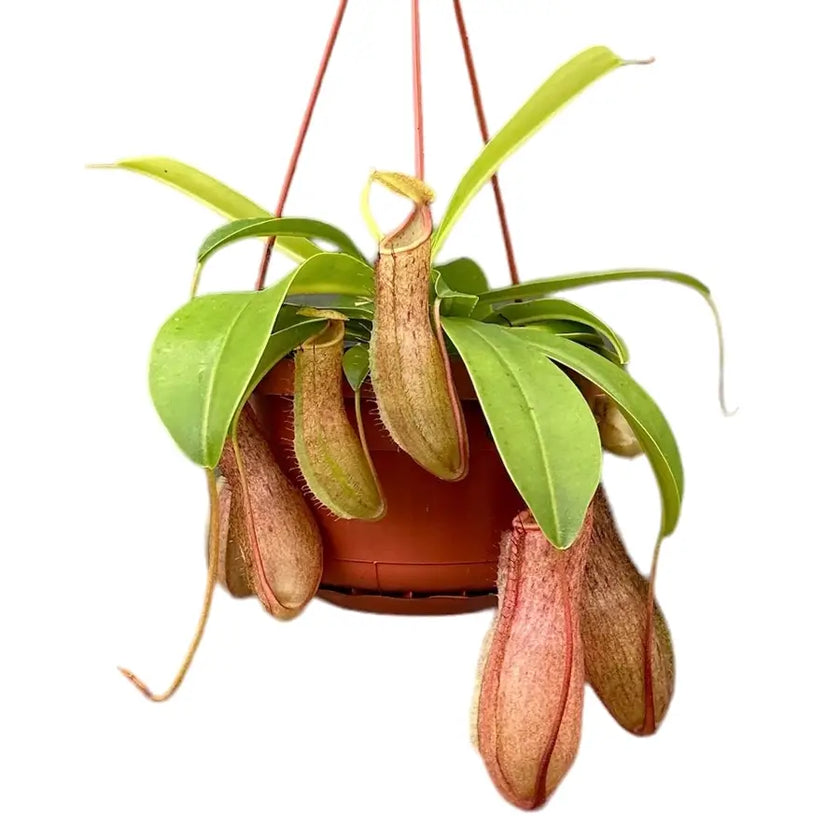 Nepenthes 'Linda' potted plant in nursery pot on white background.