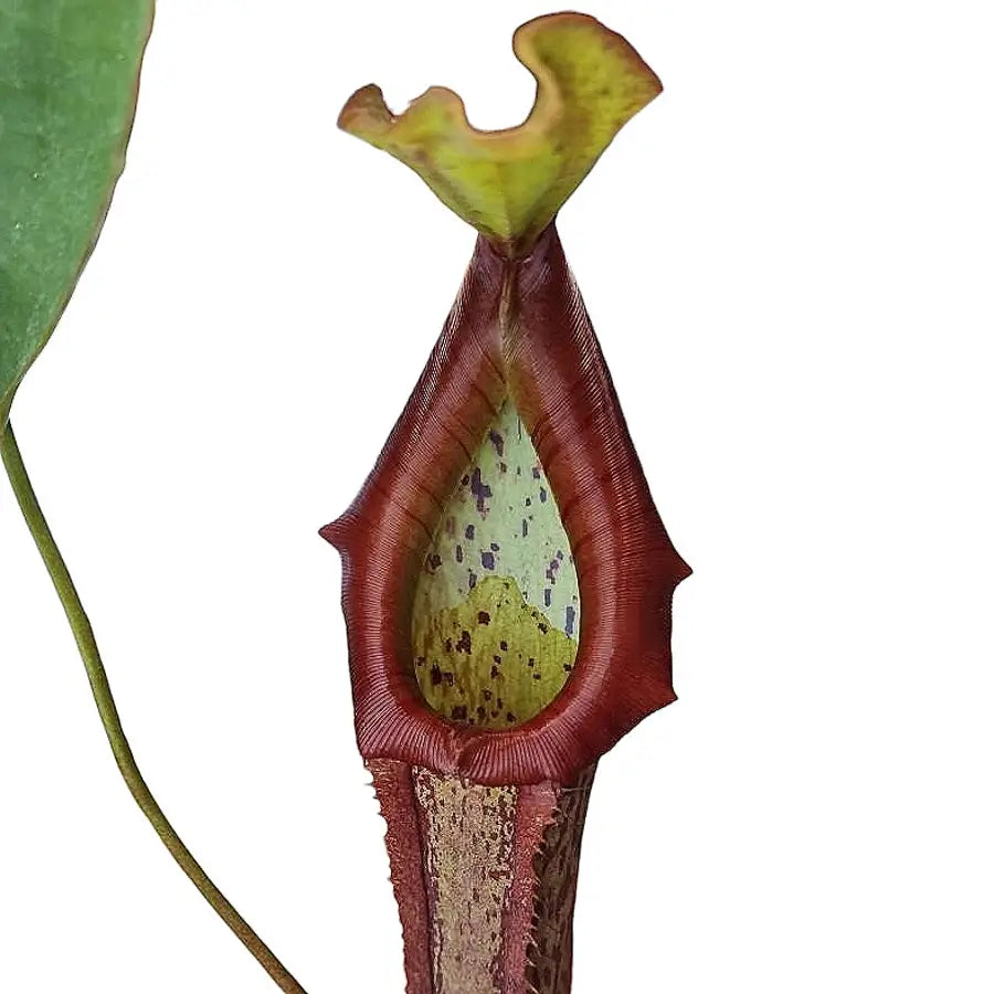 Nepenthes 'Mirunda' – Blattdetail vor weißem Hintergrund..