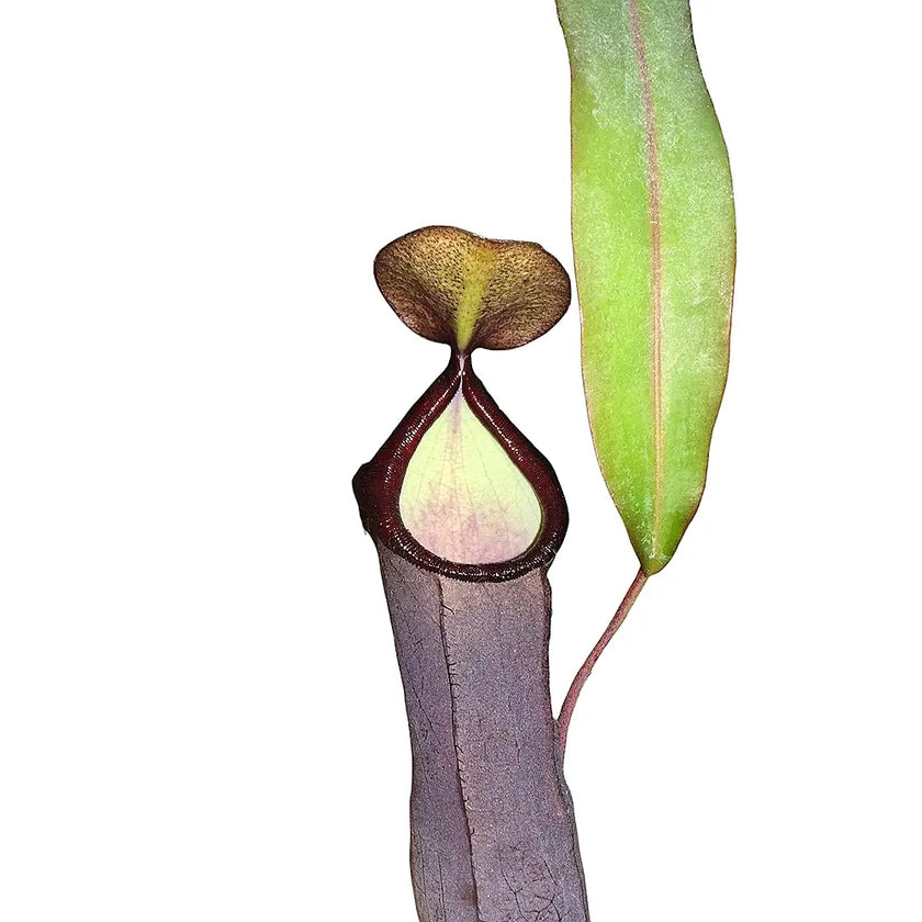 Nepenthes 'Rebecca Soper' close-up of leaf on white background.