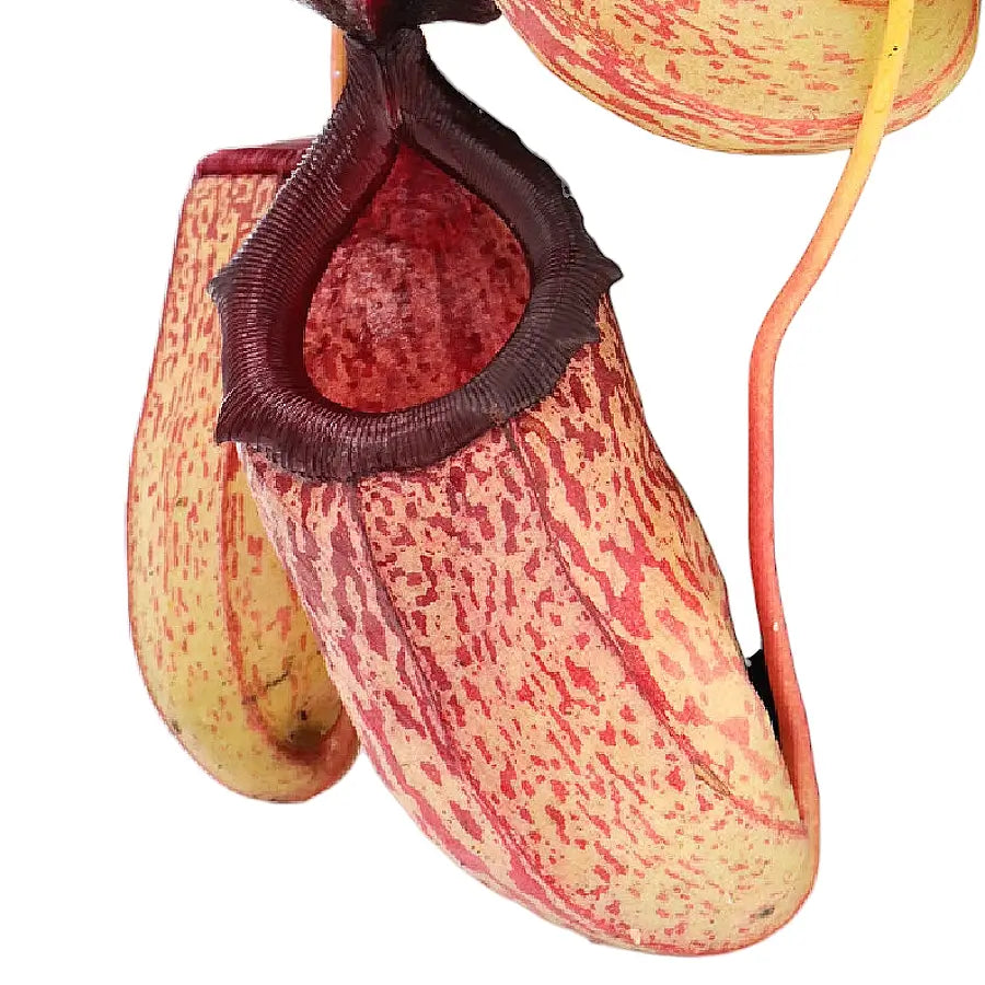 Nepenthes ‘Sam’ – Blattdetail vor weißem Hintergrund..