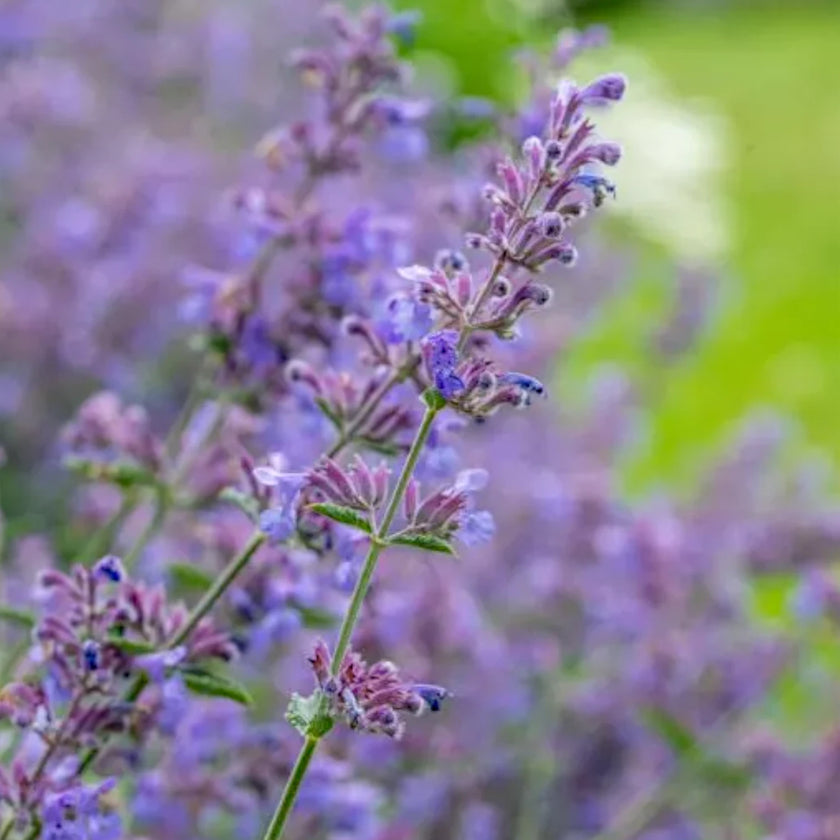 Nepeta 'Walker's Low' detail shot.