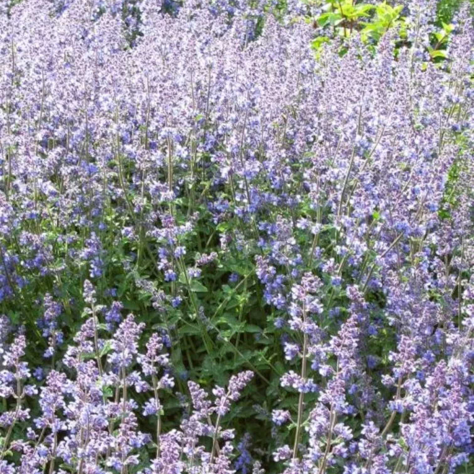 Nepeta 'Walker's Low' – Detailaufnahme der Pflanze.