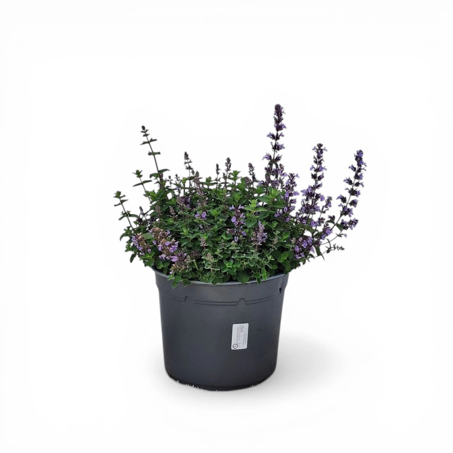 Nepeta × faassenii – Nahaufnahme.