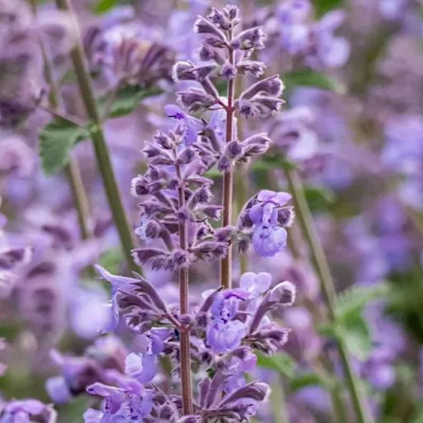 Nepeta × faassenii plant detail.