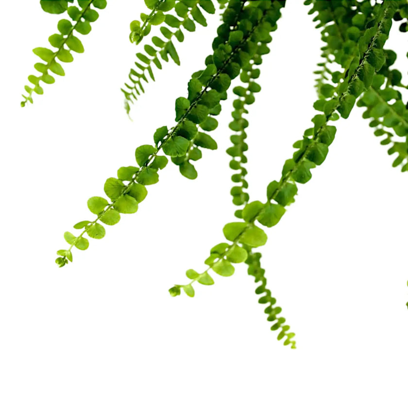 Nephrolepis cordifolia 'Duffii' leaf detail on white background.