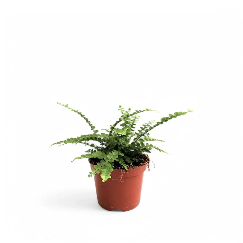 Nephrolepis cordifolia 'Duffii' potted plant in nursery pot on white background.
