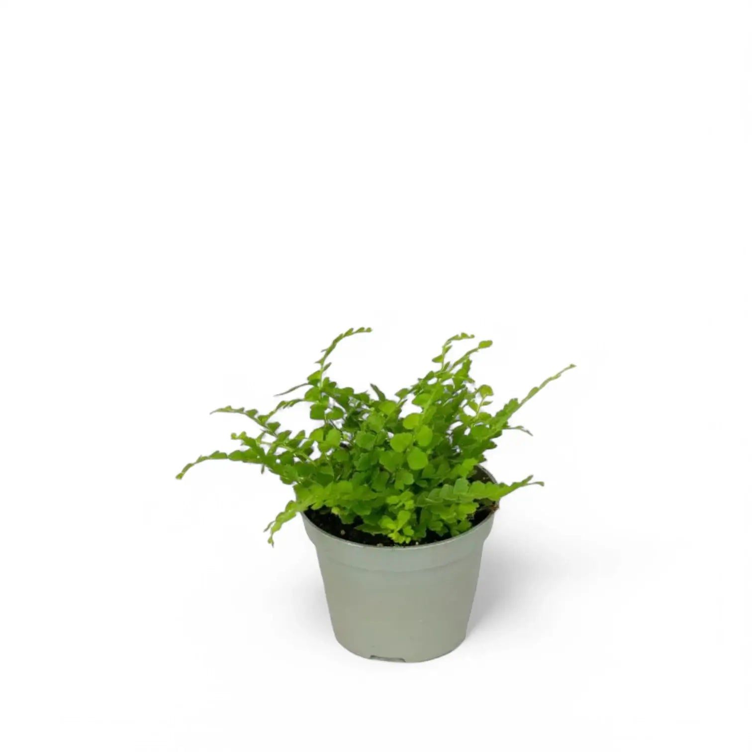 Nephrolepis cordifolia 'Duffii' potted plant in nursery pot on white background.