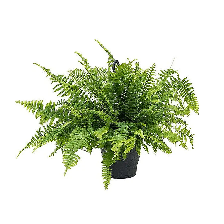 Nephrolepis exaltata 'Boston' Zimmerpflanze im Anzuchttopf vor weißem Hintergrund, Produktfoto 3.