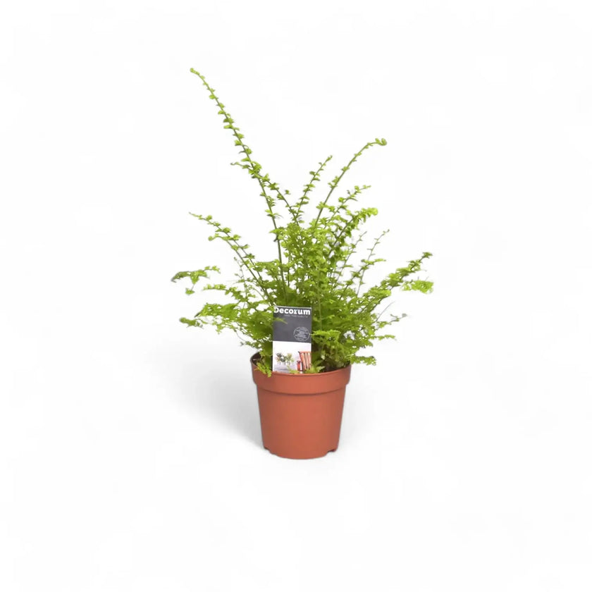 Nephrolepis exaltata 'Green Fantasy' potted plant in nursery pot on white background.